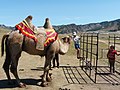 Confectionner une selle pour chameau