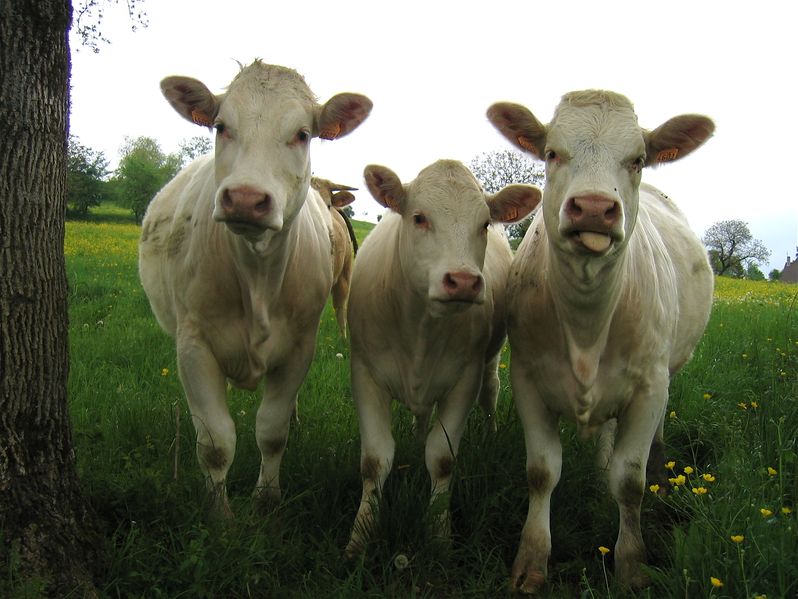 Fichier:Three Cows-3781.jpg