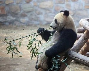 PandaRelax.jpg