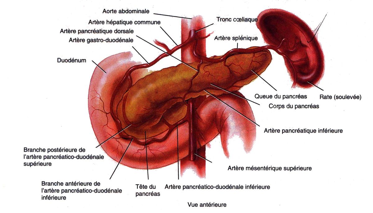 Бад поджелудочная железа. Стул характерный для панкреатита. Pancreas. Поджелудочная железа у кур. Сальниковая сумка поджелудочной железы при панкреатите.