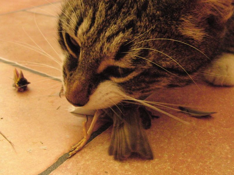 Fichier:Cat eating by foxnar-d3hem6g.jpeg