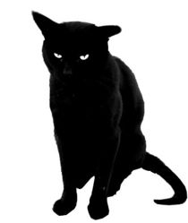 Chat noir.jpg