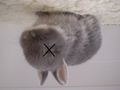 Petit lapin mignon... mort, le décès cruel et inexpliqué du lapin le plus petit et le plus mignon de la dÉ