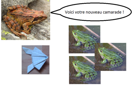 Grenouille primaire1.png
