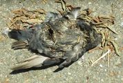 Le pigeon décédé de mort naturelle et putréfié au grand air, l'aliment biologique par excellence