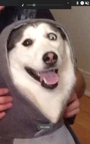 Fichier:Chien loup.png