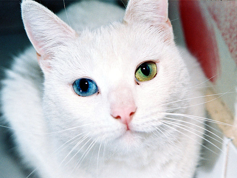 קובץ:חתול לבן.jpg