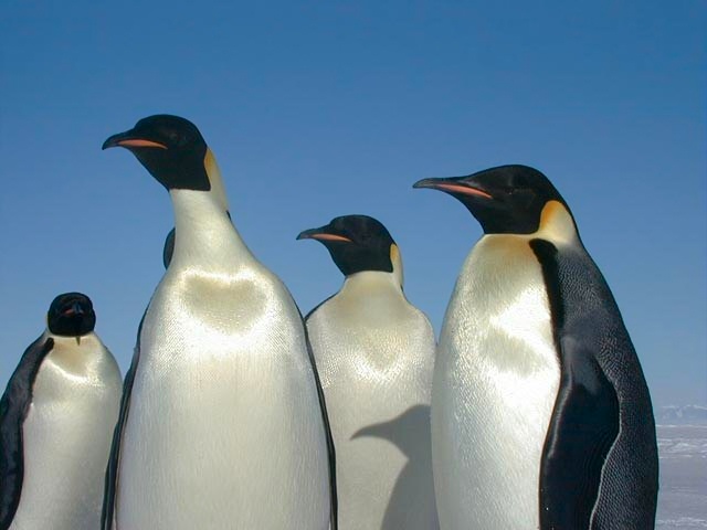 קובץ:Emperor penguins.jpg