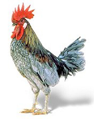 קובץ:De blue hen chicken-1-.jpg
