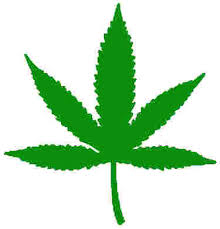 קובץ:Marijuana.jpg