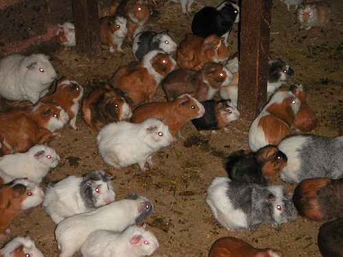 קובץ:Zombie guinea pigs.jpg