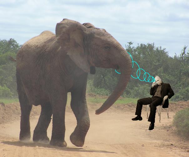 קובץ:Elephantschochat.jpg
