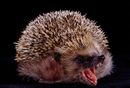 08603-Hedgehog-yawning.jpg