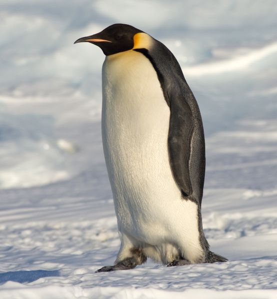 קובץ:Emperor Penguin Manchot empereur-1-.jpg