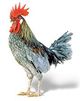 De blue hen chicken-1-.jpg