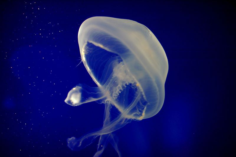 קובץ:Jellyfish-7249.jpg