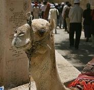 Israel camel.jpg