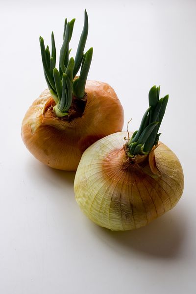 קובץ:Two onions-5963.jpg