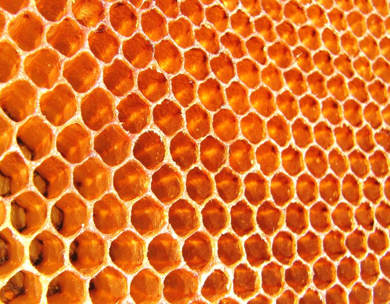 קובץ:Honeycomb-1367.jpg