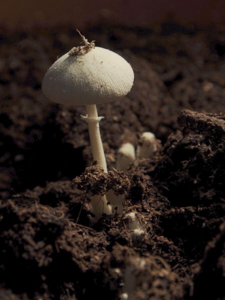 קובץ:Mushroom Surprise-2094.jpg