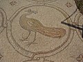 טווס בפסיפס הציפורים בקיסריה