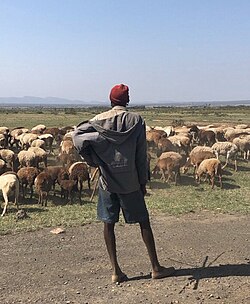 The shepherd of life.jpg