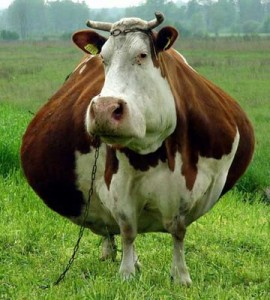 File:Fat cow.jpg