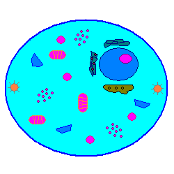 File:Cell.PNG