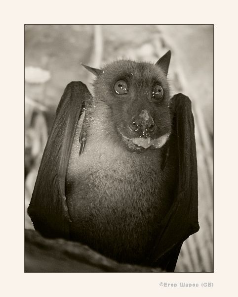 File:Bat indigestion.jpg