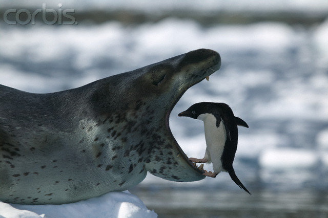 File:Leopard-Seal-Adelie-Penguin-looking-in-seals-mouth.jpg