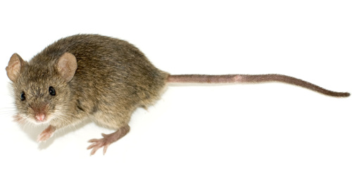 File:Perfect-mouse.jpg