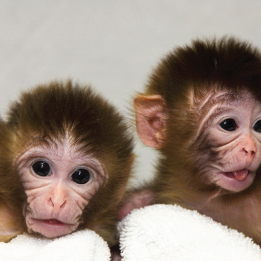 File:Baby rhesus monkees.jpg