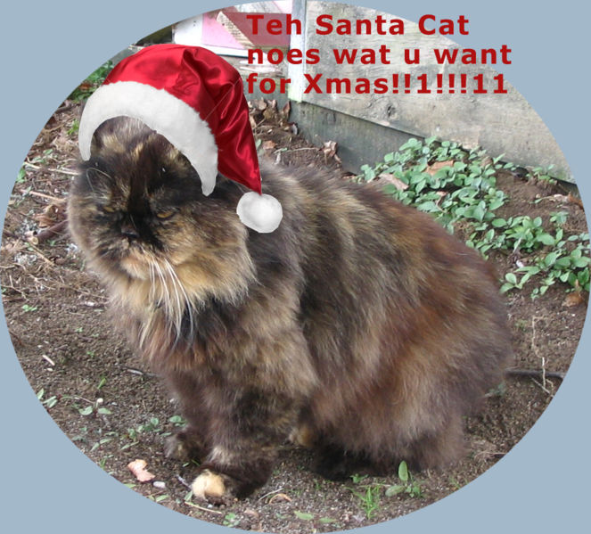 File:Santa cat.jpg