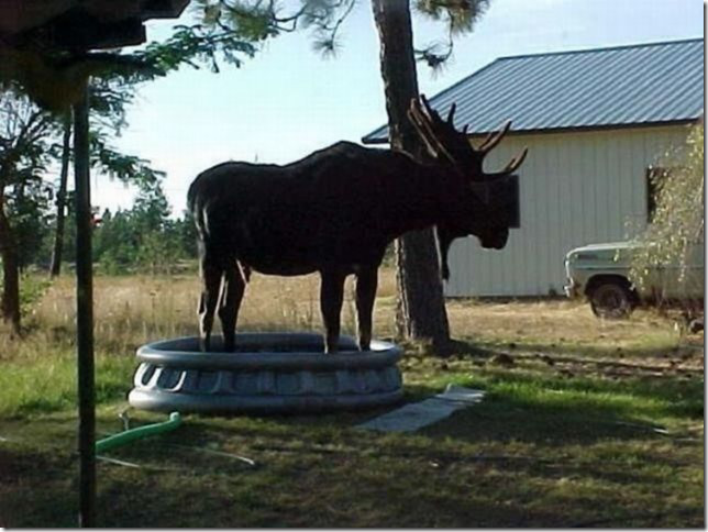 File:Moose in kiddie opol.jpg