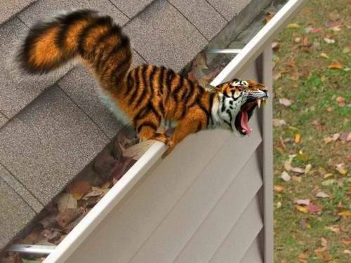 File:Tiger squirrel.jpg