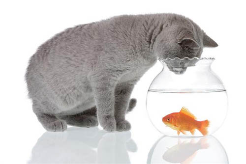 File:Cat-and-goldfish-1.jpg
