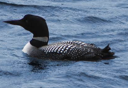 File:Loon.png