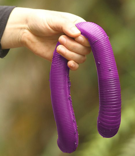 File:Purple-worm-1.jpg