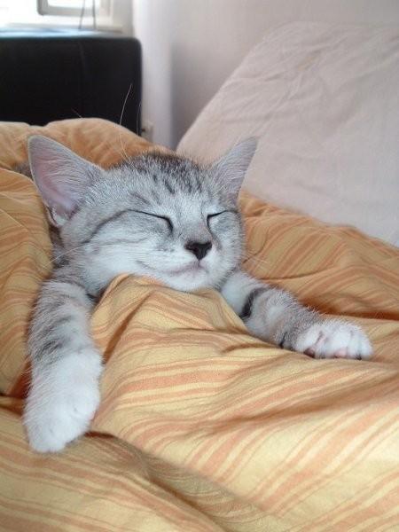 File:Sleeping kitten.jpg