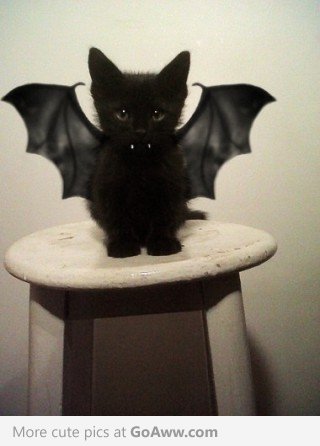 File:Bat cat.jpg