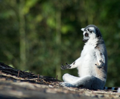 File:Meditating lemur.jpg