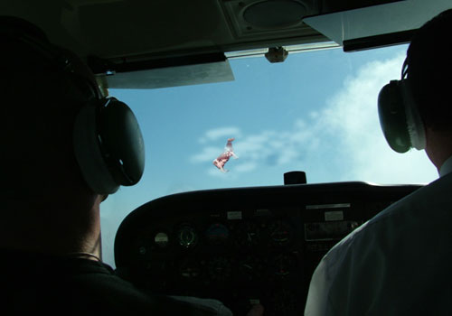 File:Cow seen from cockpit.jpg