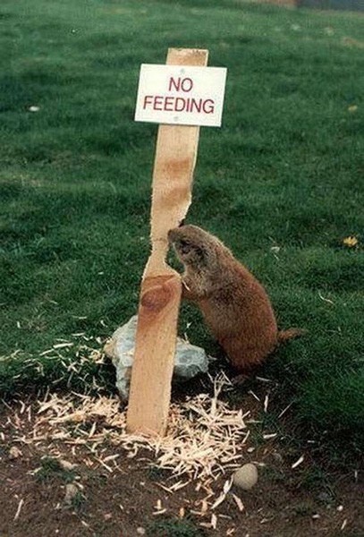 File:Beaver-feeding-sign.jpg