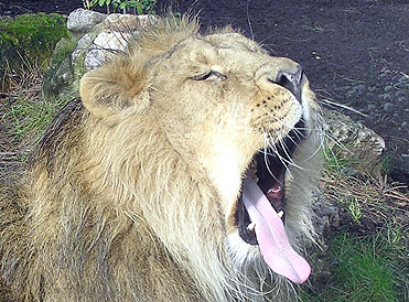 File:Lion yawn.jpg