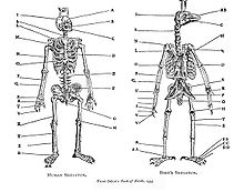 220px-BelonBirdSkel.jpg