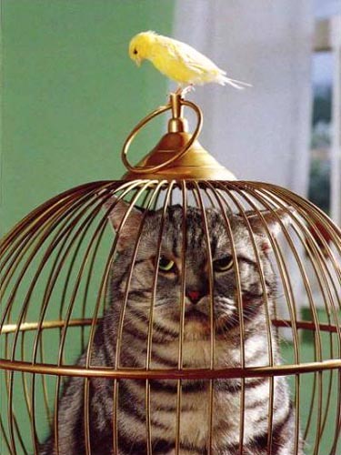 File:Cat-in-birdcage.jpg