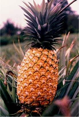 File:Pineapple.jpg