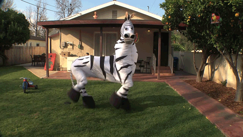 File:Dancing zebra.gif