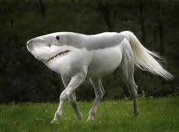 File:Horse shark.jpg