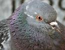 File:Funny pigeon.jpg